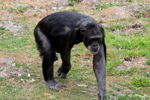 Chimpanzee Walking